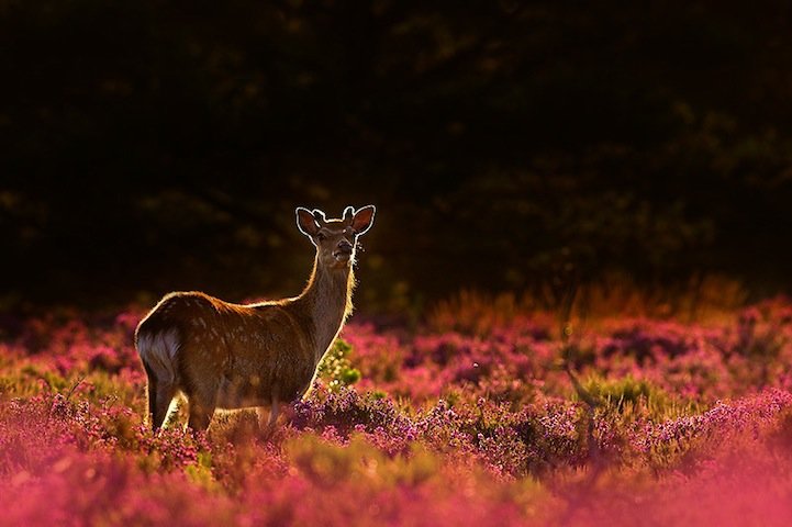 野生动物和风景的完美结合：Ben Hall摄影作品