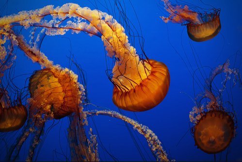 美丽的海洋生物摄影