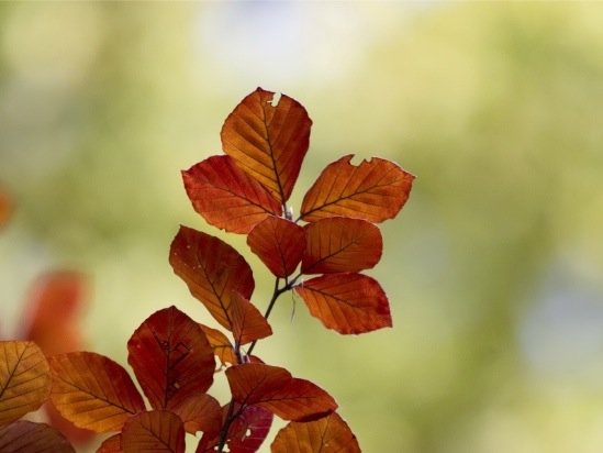 微距摄影：美丽的树叶和树木