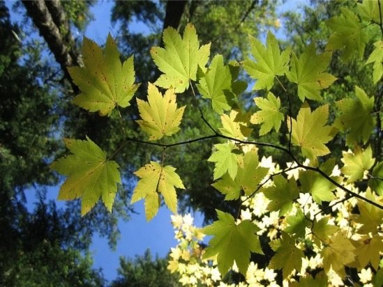 微距摄影：美丽的树叶和树木