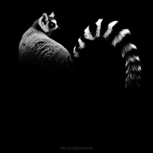 Nicolas Evariste黑白动物摄影