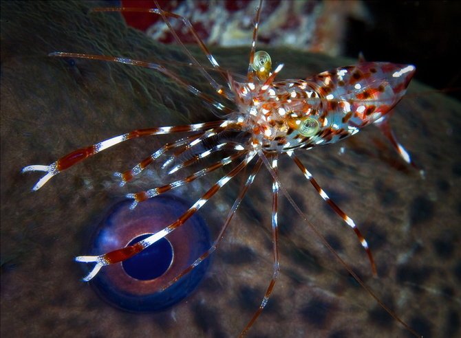 Aleksandr Marinicev美丽的海底生物世界