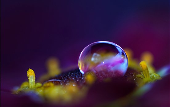 摄影欣赏：美丽的水滴