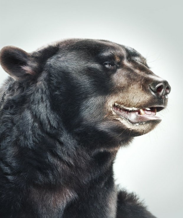 加拿大Jill Greenberg动物摄影：熊