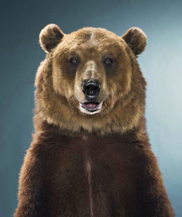 加拿大Jill Greenberg动物摄影：熊