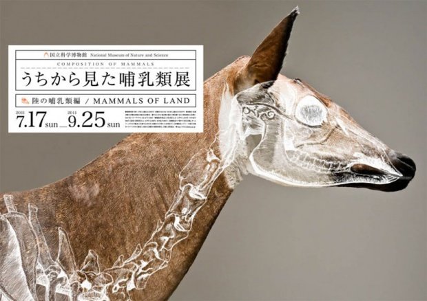 日本设计师wataru yoshida：哺乳动物展海报设计