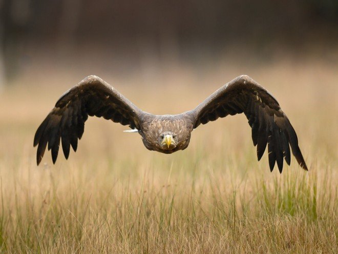 动物摄影欣赏：鸟的捕猎瞬间