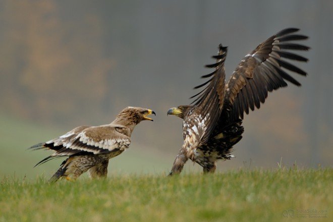 动物摄影欣赏：鸟的捕猎瞬间
