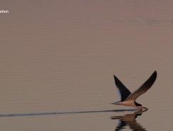 TAIAMA品牌VI设计