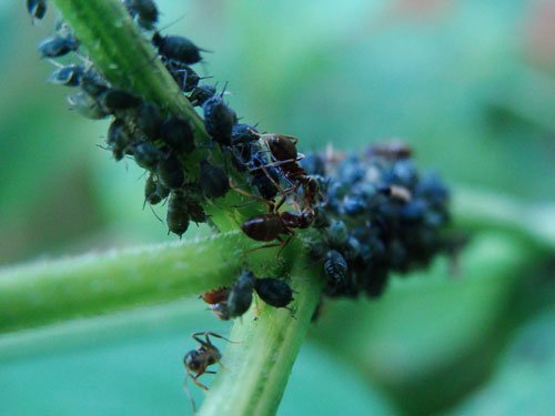 昆虫摄影：蚂蚁