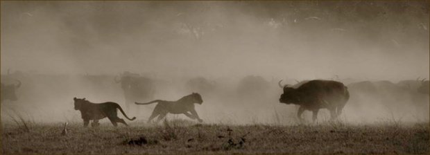 Beverly Joubert野生动物摄影作品