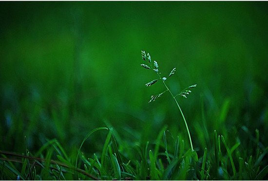 26张绿色主题摄影作品