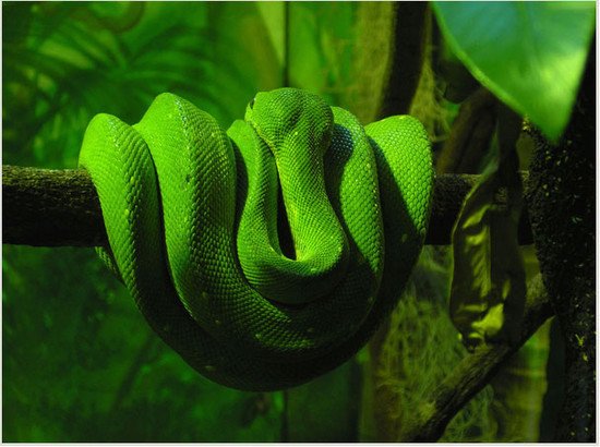 26张绿色主题摄影作品