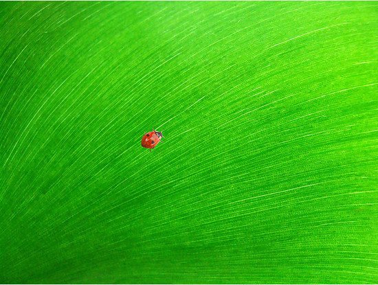 26张绿色主题摄影作品