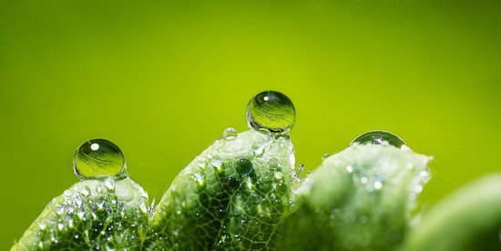 26张绿色主题摄影作品