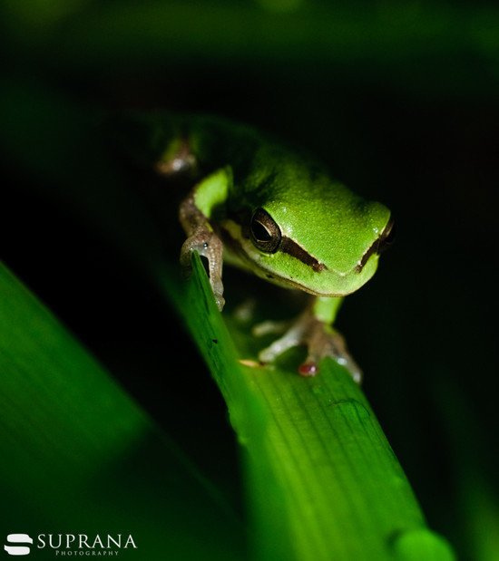 26张绿色主题摄影作品