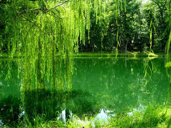 26张绿色主题摄影作品