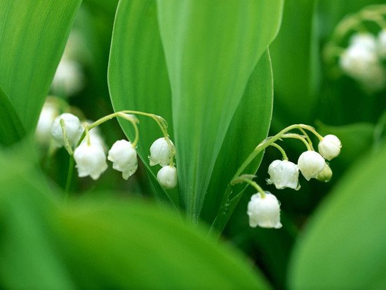 26张绿色主题摄影作品