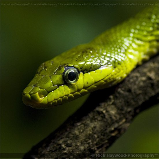 26张绿色主题摄影作品