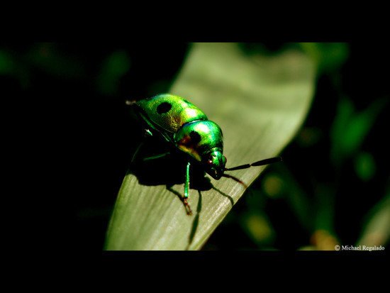 26张绿色主题摄影作品