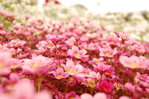 30张漂亮的花卉摄影作品