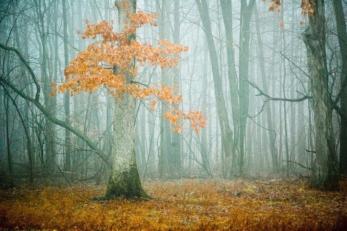 森林之美：Joy St. Claire摄影欣赏