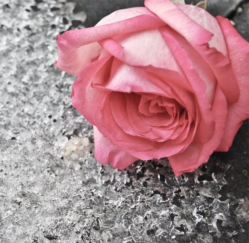 花卉摄影：浪漫的玫瑰花