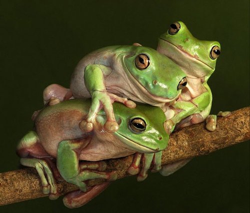 动物摄影欣赏：青蛙