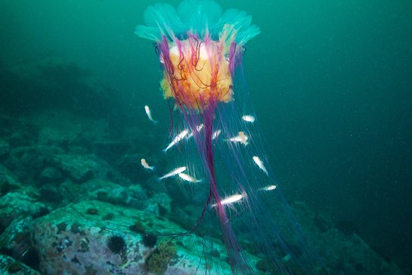 Alexander Semenov奇妙的海底动物摄影