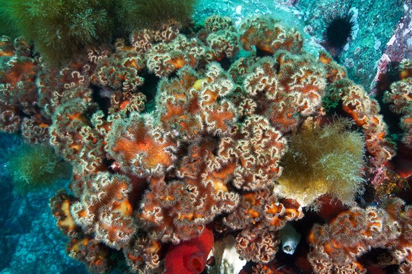 Alexander Semenov奇妙的海底动物摄影