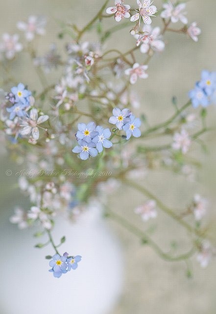 Jacky Parker漂亮的花卉摄影