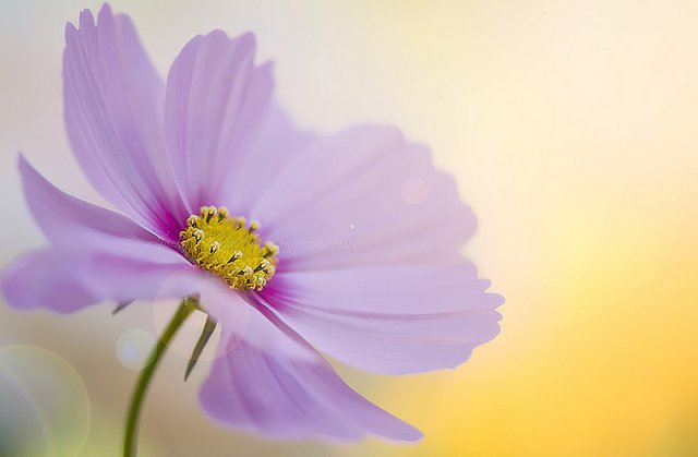 Jacky Parker漂亮的花卉摄影