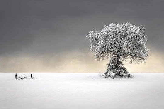 神奇的大自然：漂亮的雪树图片欣赏