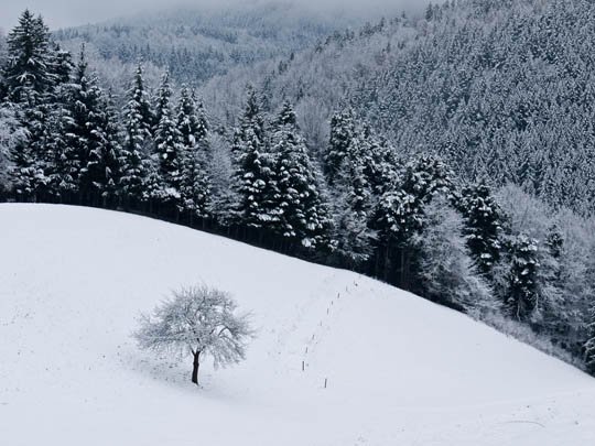 神奇的大自然：漂亮的雪树图片欣赏