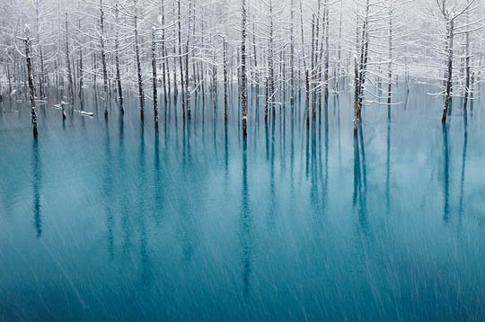 神奇的大自然：漂亮的雪树图片欣赏