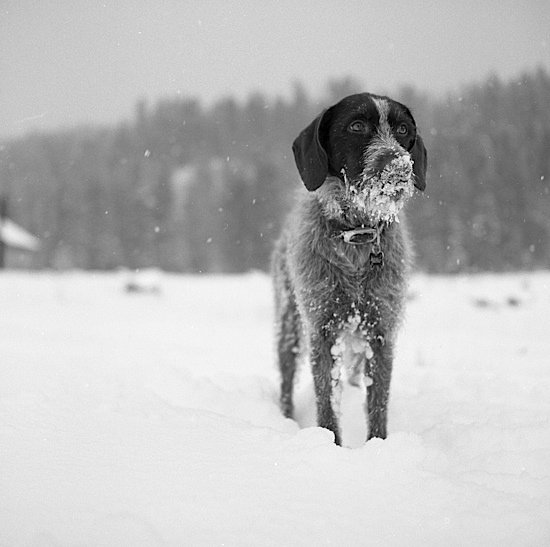 黑白雪景摄影欣赏