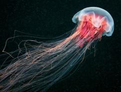 AlexanderSemenov美丽的水母摄影