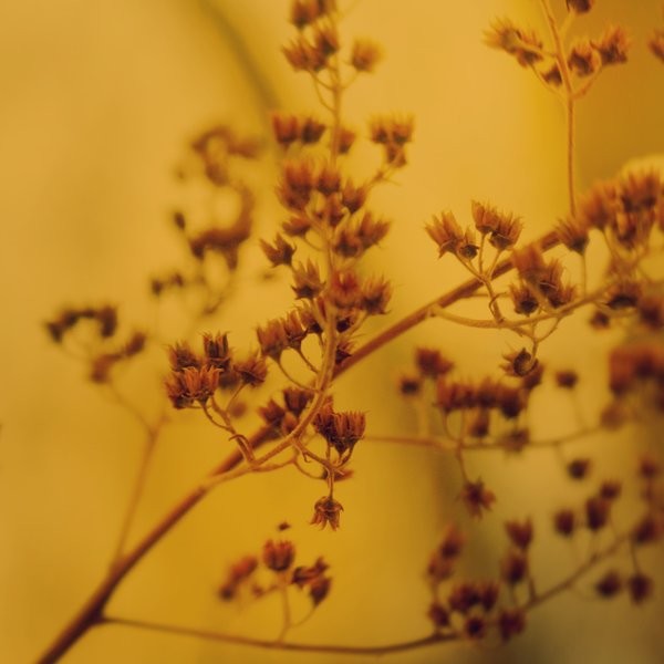生动的花草和树木的世界: Nikki自然摄影欣赏