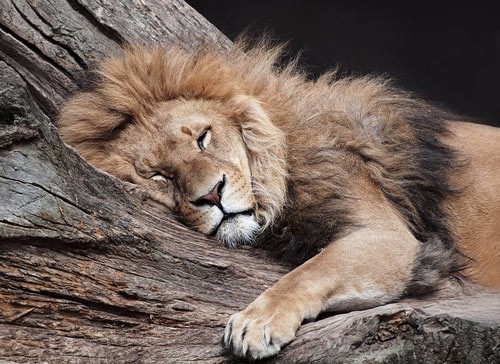 动物摄影欣赏：狮子