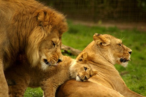 动物摄影欣赏：狮子