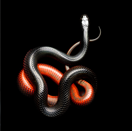 致命诱惑：Mark Laita作品集《蛇形》