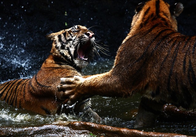 野生动物摄影：老虎