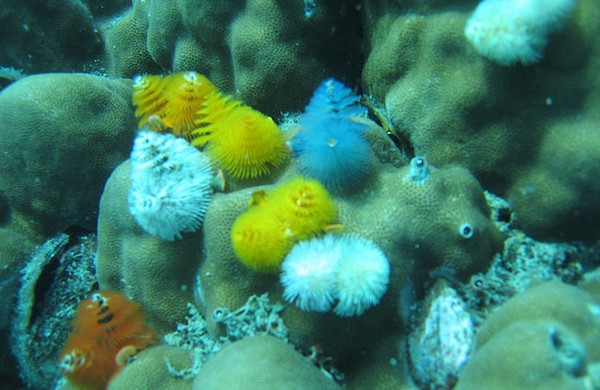 40张漂亮的海洋生物摄影欣赏