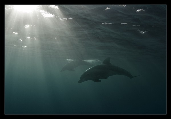 Andrey Narchuk镜头下美丽的海洋生物