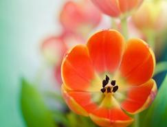 30张美丽的花卉摄影