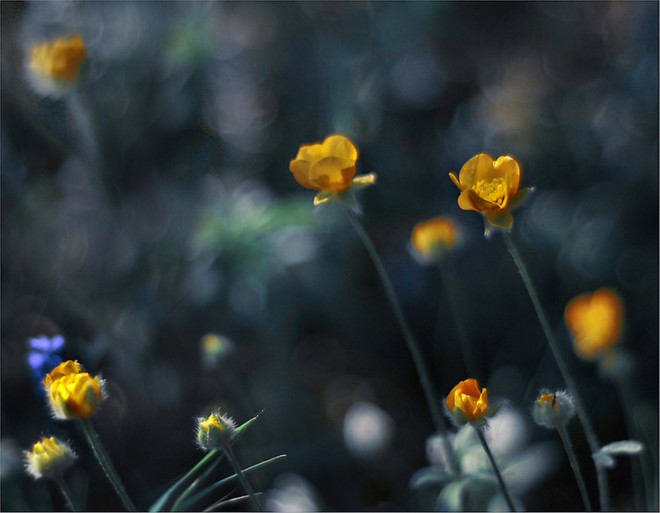 保加利亚摄影师Juliana Nan梦幻般的花卉摄影