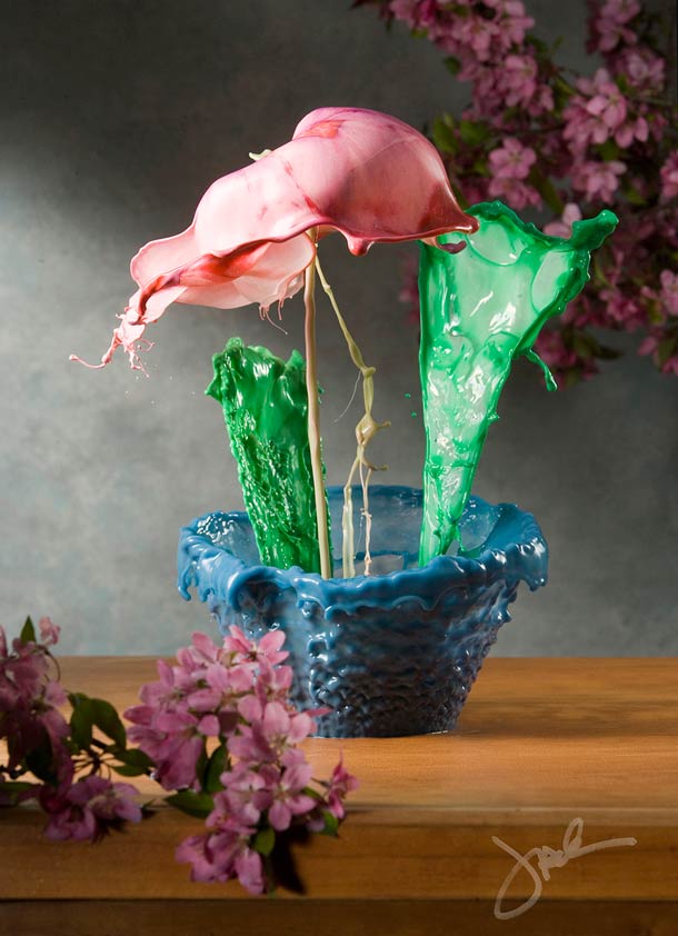 Jack Long摄影作品：盛开的颜料花朵