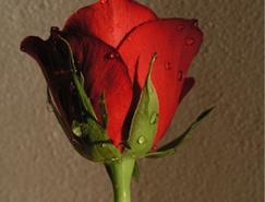 Photoshop打造一朵水玫瑰