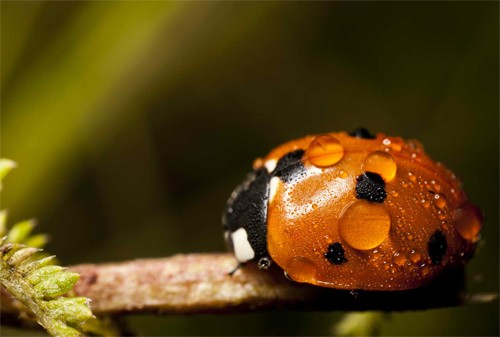 昆虫摄影：35张瓢虫图片