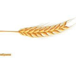Photoshop制作一串逼真的金色麦穗